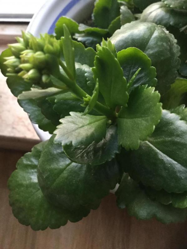 我家的花～剛剛換盆，還在緩秧期間。 圖片全部自拍