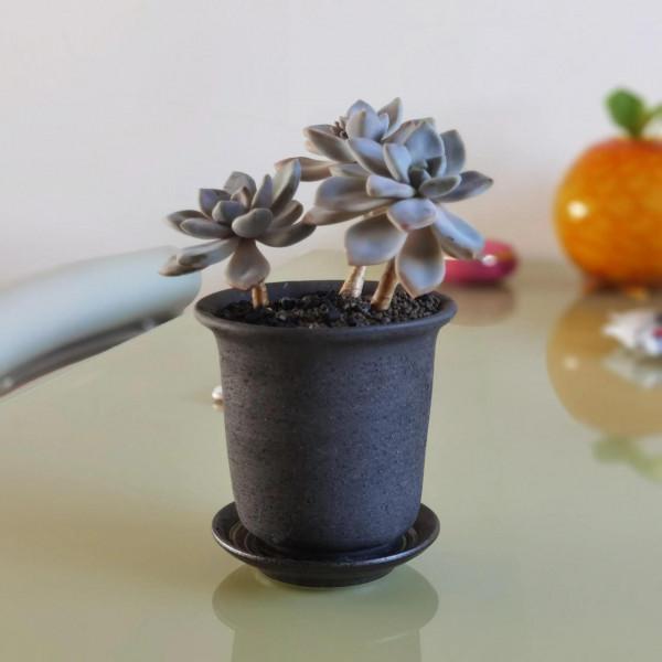 曬曬家裡的小綠植