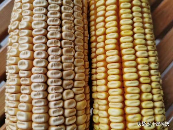 學會看玉米種子包裝袋（二）：非硬粒品種，千粒重350克以上為好
