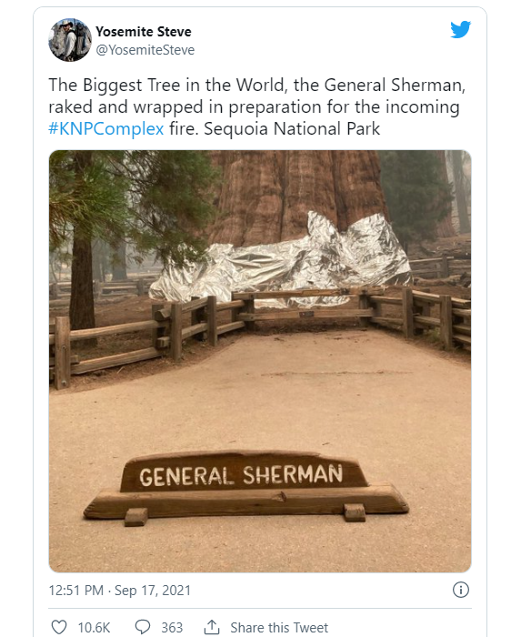 加州野火逼近 消防員用防火“鋁毯”包裹世界最大的巨杉 加州野火逼近 消防員用防火“鋁毯”包裹世界最大的巨杉