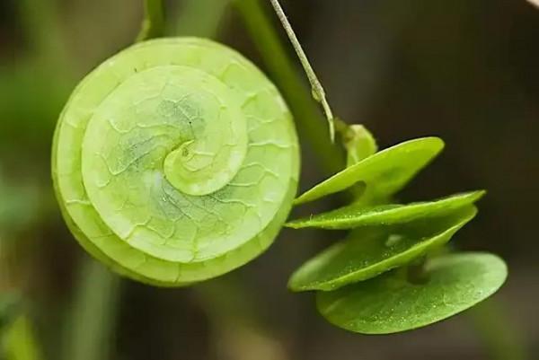 奇花異果有限公司年會（近百位奇花異果參加了本次年會）