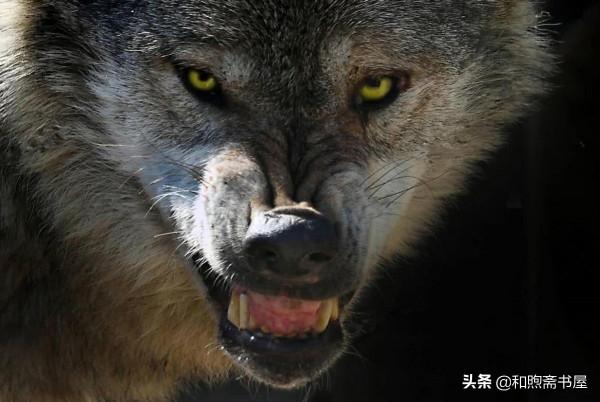 民間故事：深夜公狼攔住大夫，大夫無奈跟它去山洞，結果救了自己