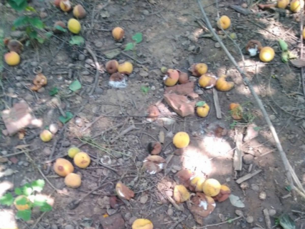 前不栽桑，後不栽柳，院中不種“鬼拍手”，是迷信還是智慧？