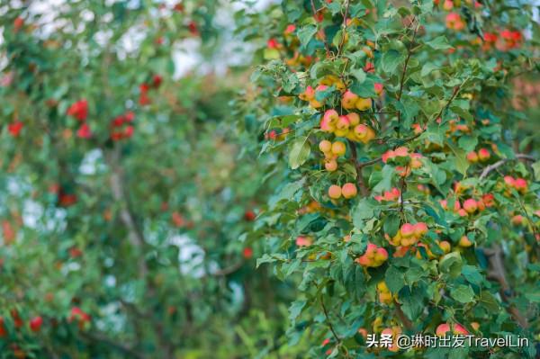 嚮往的鄉遊就在北京延慶