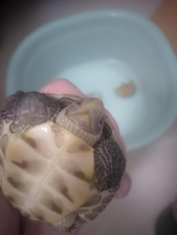 隔離飼養第十三天，腐皮似乎更重了