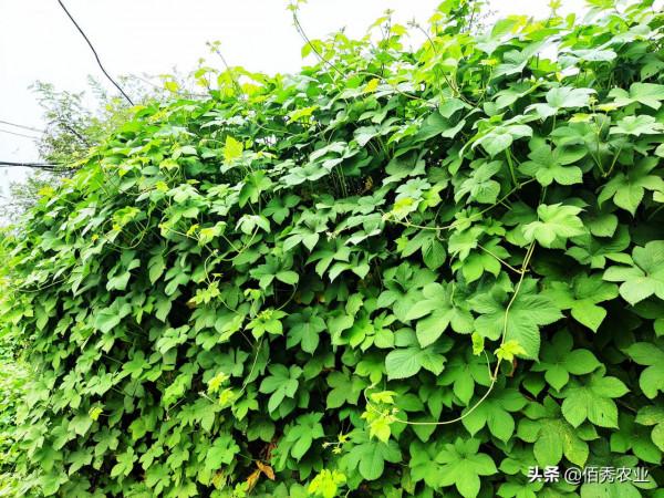 農田10大頑固雜草,有些還是外來入侵物種,徹底剷除需講究竅門 農田10大頑固雜草,有些還是外來入侵物種,徹底剷除需講究竅門