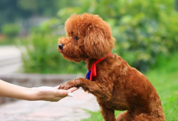養狗多年，才知道泰迪的“這些行為”，是什麼含義