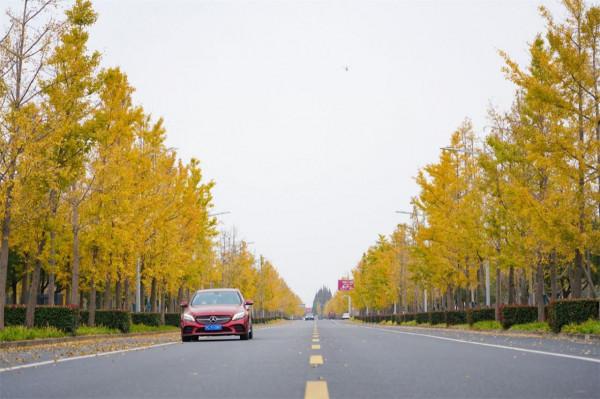 “江蘇樹王”在崑山:1700年等待,這才是最好的時代 “江蘇樹王”在崑山:1700年等待,這才是最好的時代