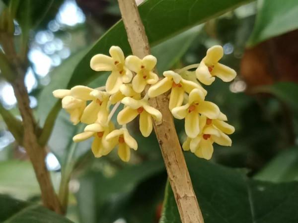 顯擺也許是人的一種本能