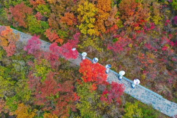 免門票!萬畝紅葉正當時,週末相約雲臺山 免門票!萬畝紅葉正當時,週末相約雲臺山