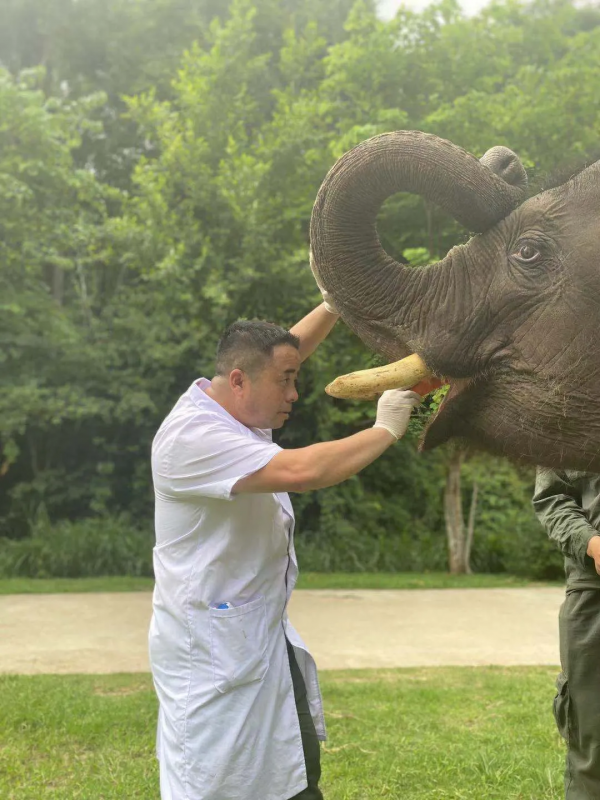在西雙版納，救護亞洲象的人：喂藥時需“鬥智鬥勇”，它們聽得懂簡單的指令，能區分飼養員
