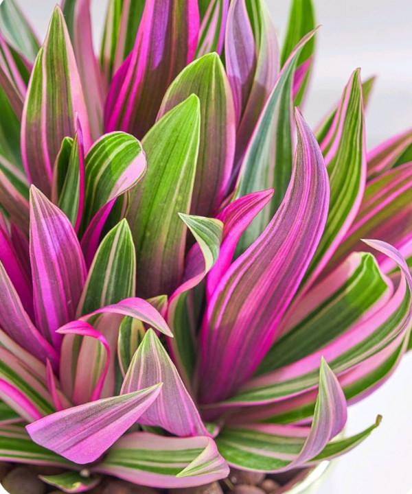 38種超級耐陰的花,沒光也能養爆盆,養在陽臺客廳超有範兒 38種超級耐陰的花,沒光也能養爆盆,養在陽臺客廳超有範兒