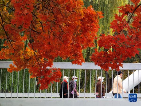 秋染京城 美景如畫