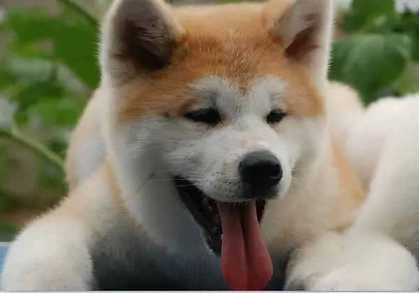 秋田犬缺乏微量元素,別亂補,這樣做就好 秋田犬缺乏微量元素,別亂補,這樣做就好