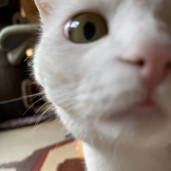 “貓條”好吸嗎? “貓條”好吸嗎?