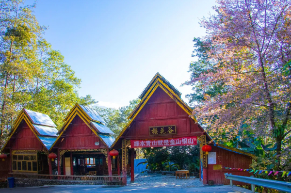 去騰衝櫻花谷，賞“浪漫櫻花”