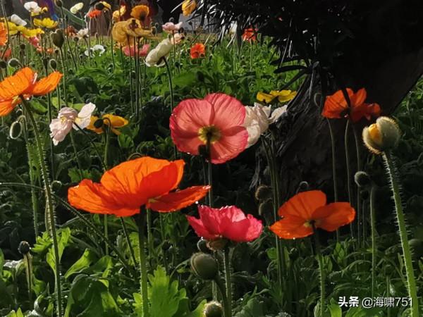 雲臺花園花的海洋