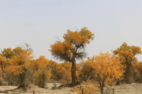 如果一年只能去一次南疆，千萬不要秋天去