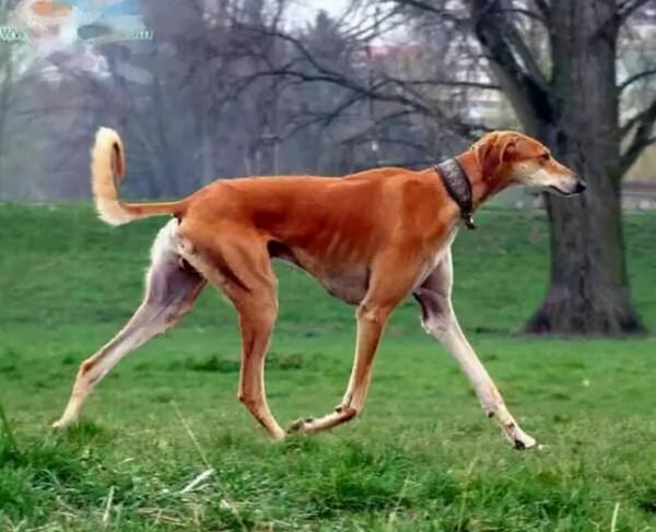 狗狗品種介紹大全！我們應該怎麼挑選適合自己的狗狗？