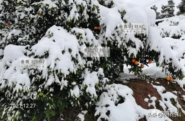 全國大降溫，受凍後的果樹如何恢復？