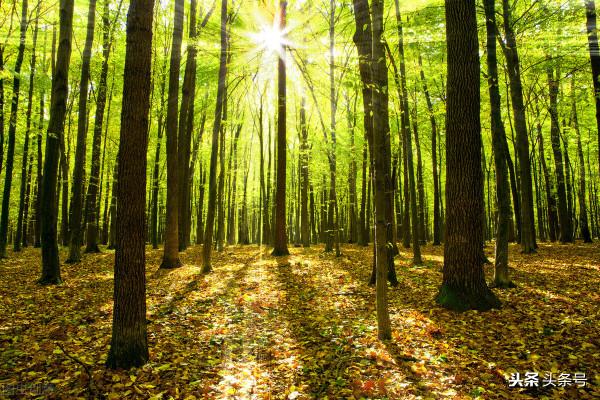 組合飛花令:顏色+植物(二)“樹”+顏色,趕緊收藏 組合飛花令:顏色+植物(二)“樹”+顏色,趕緊收藏