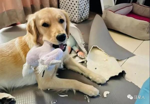 妹子養了一隻超萌的金毛寶寶,但幾個月後……怎麼變“哈士奇”了 妹子養了一隻超萌的金毛寶寶,但幾個月後……怎麼變“哈士奇”了