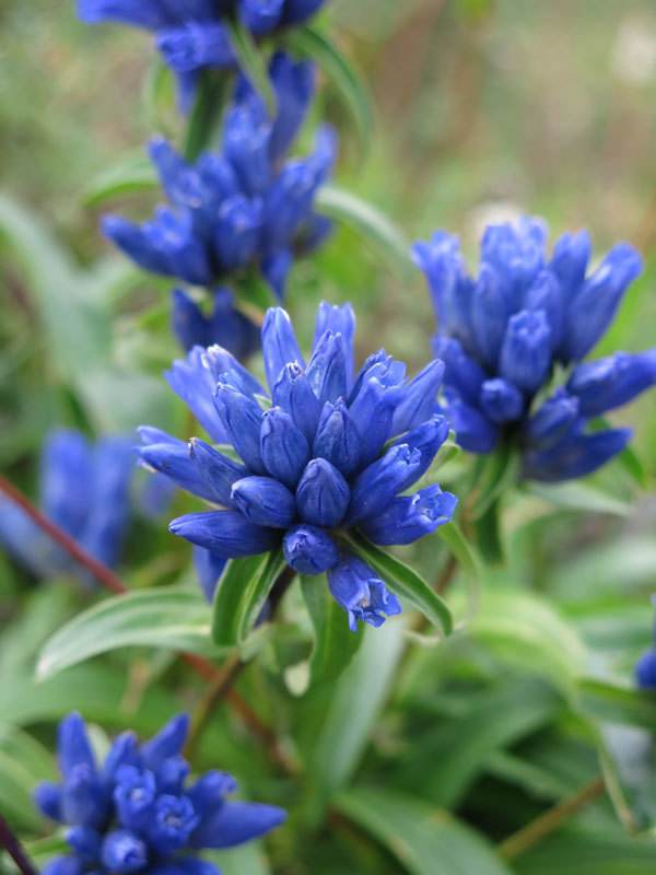 《百花集》（一百八十八）