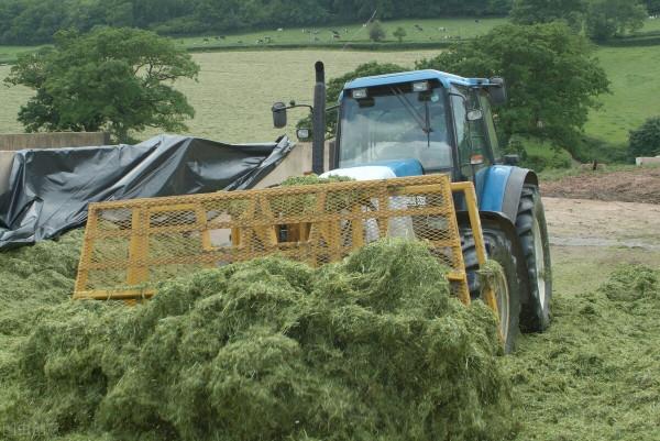 什麼是青貯飼料？為什麼現在養牛羊必須要？看看它的優點就明白了