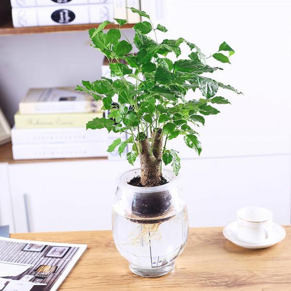 水培幸福樹的方法 水培幸福樹的方法
