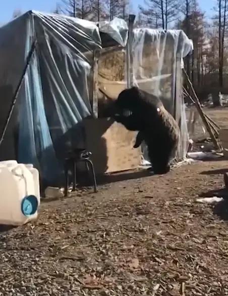 極度恐慌：四十年前，那場人熊大戰