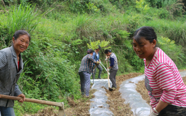 龔清孝：因口渴無意吃了一把草，從此上癮戒不掉，34年吃了40噸草
