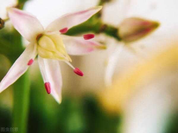 想讓玉樹開“瓊花”,秋天就要努力了,錯過時機要等一年 想讓玉樹開“瓊花”,秋天就要努力了,錯過時機要等一年