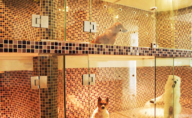 為什麼很多寵主，都不願意把狗狗送去寄養？原因有幾個