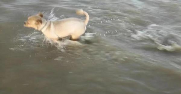 陳龍輝‖足不出戶,它在翻老莊的書 陳龍輝‖足不出戶,它在翻老莊的書