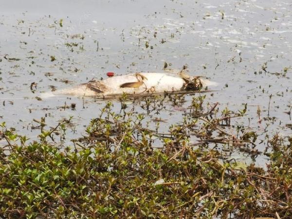 黃花錦簇白馬湖