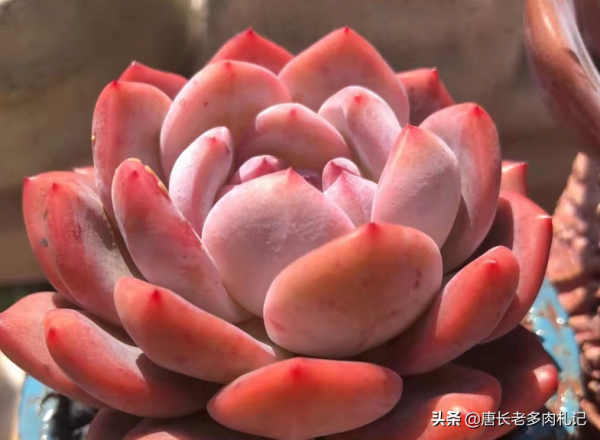 秋天剛種的多肉可以放室外嗎？當然可以，但有4個“不能”要注意