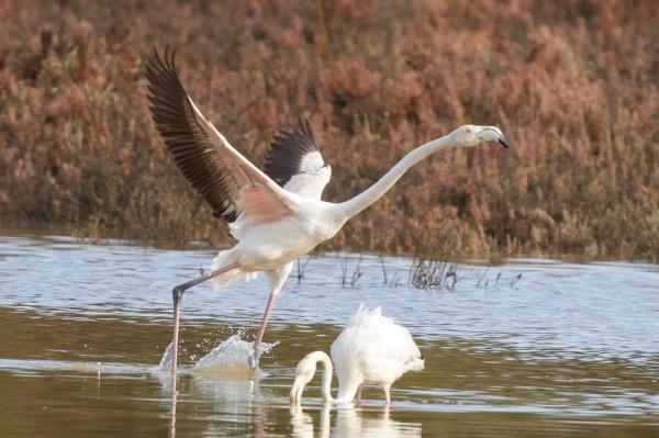 暴雨中的小鳥們