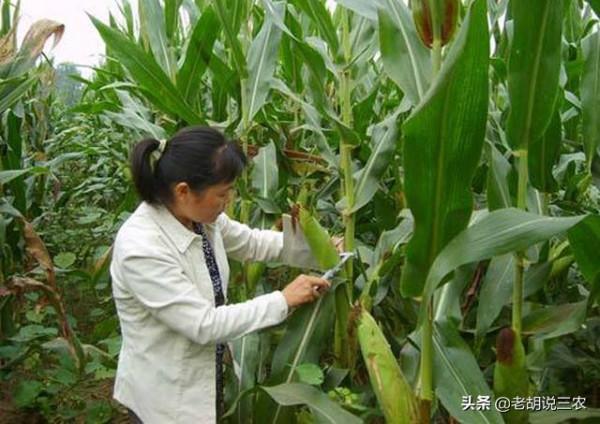 農村俗語:“玉米割掉兩次頭,糧價再低也不愁”,這是咋回事? 農村俗語:“玉米割掉兩次頭,糧價再低也不愁”,這是咋回事?