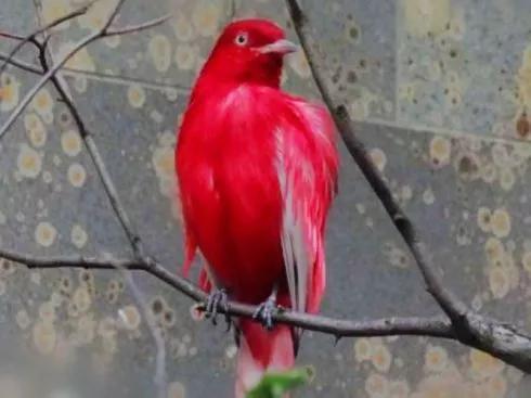 紅色鳥的圖片 紅色鳥的圖片