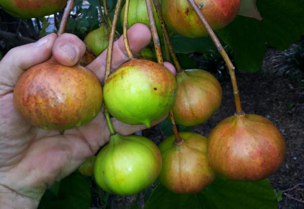 油桐:被遺忘的傳統經濟作物,兒時撿來換錢,如今樹都快被砍光了 油桐:被遺忘的傳統經濟作物,兒時撿來換錢,如今樹都快被砍光了