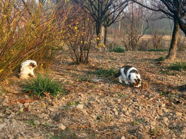 植物園的動物 植物園的動物