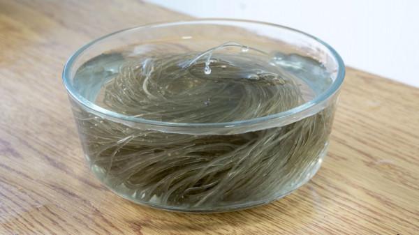 孩子放假，一家人的早中晚餐食譜，葷素搭配營養均衡，頓頓都吃光