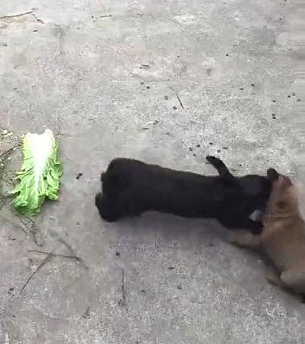 如何養好一隻兔子呢？下面這6小點一定要記牢了呀