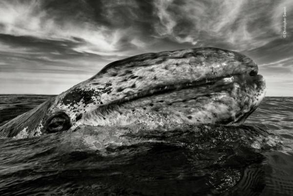 2018年度最佳野生動物攝影作品圖集