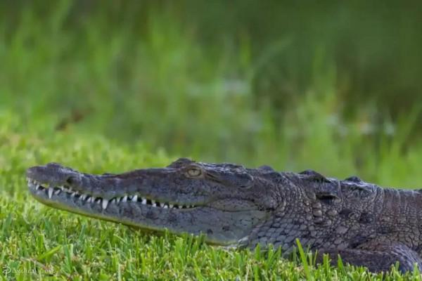 鱷魚好圖大雜燴 鱷魚好圖大雜燴