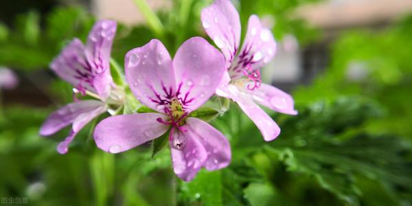 養花用磷酸二氫鉀,十個小“秘密”要知道,否則效果大打折扣 養花用磷酸二氫鉀,十個小“秘密”要知道,否則效果大打折扣