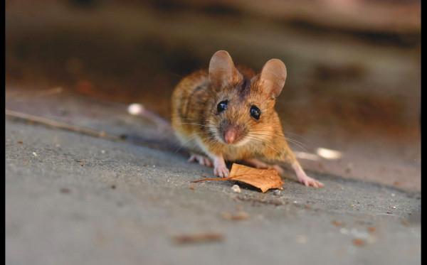 貓和老鼠成為好朋友,不僅為它在廚房找食物吃,人來了還幫它逃脫 貓和老鼠成為好朋友,不僅為它在廚房找食物吃,人來了還幫它逃脫