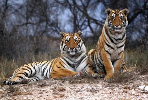 已經野外滅絕的華南虎在非洲野化成功了,為何還不接回來? 已經野外滅絕的華南虎在非洲野化成功了,為何還不接回來?