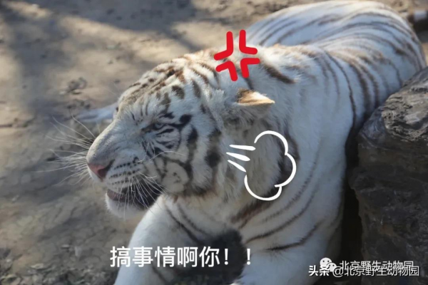 歡樂動物園｜萌化人心的表情包來啦