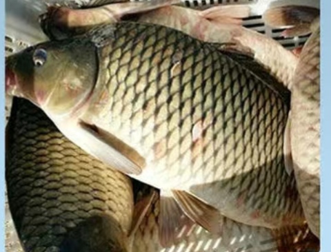 野釣選好釣位一定能爆護的秘訣 野釣選好釣位一定能爆護的秘訣